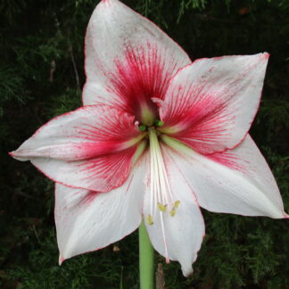 A close up of the flower of an amaryllis plant.