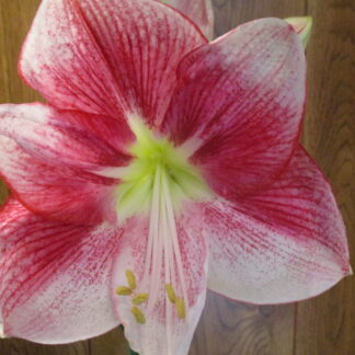A close up of the flower on the floor