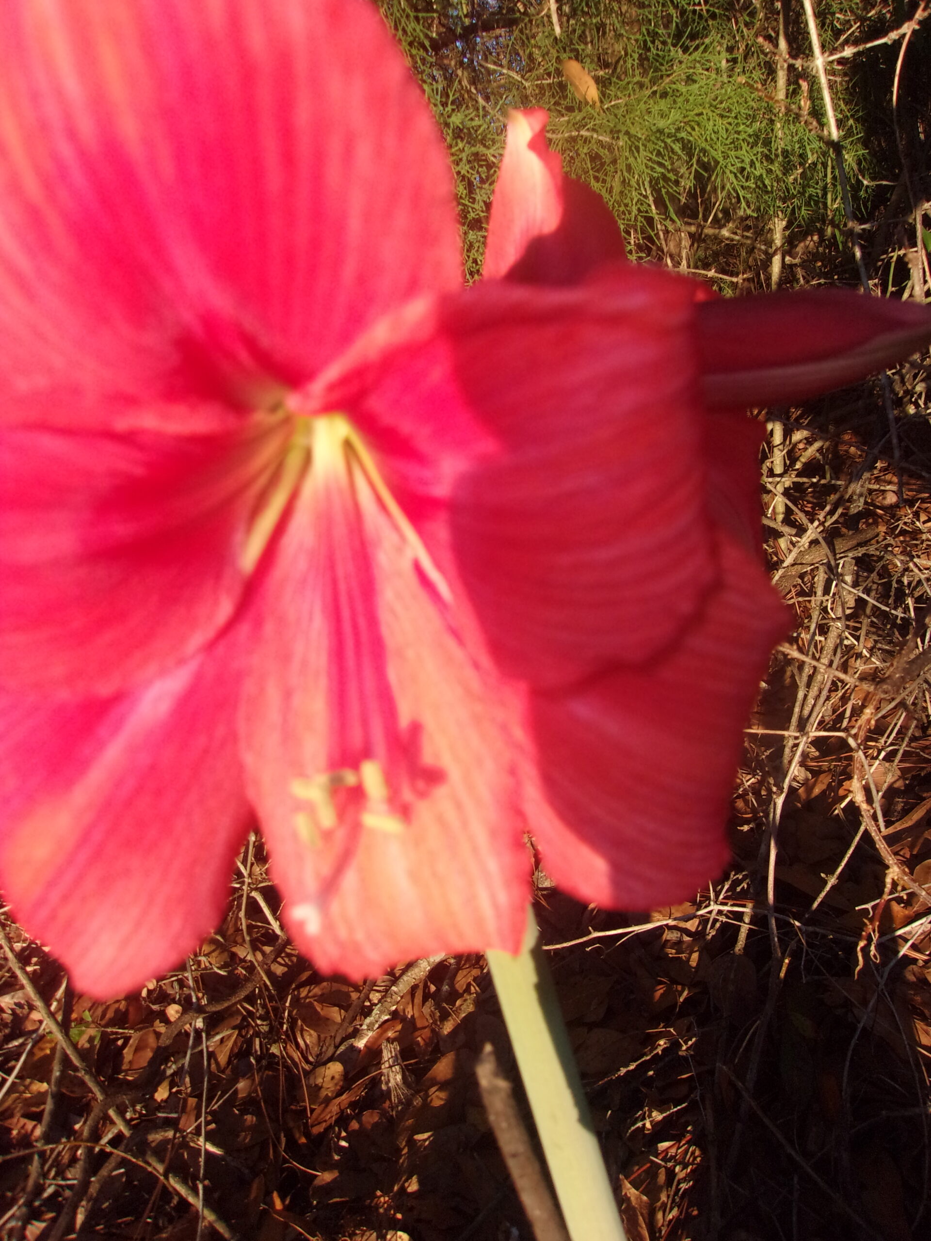 A close up of the flower in the grass.