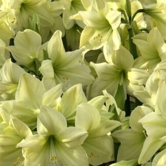 One small Lemon Star Amaryllis off set bulb 6-10 cm. in circumference