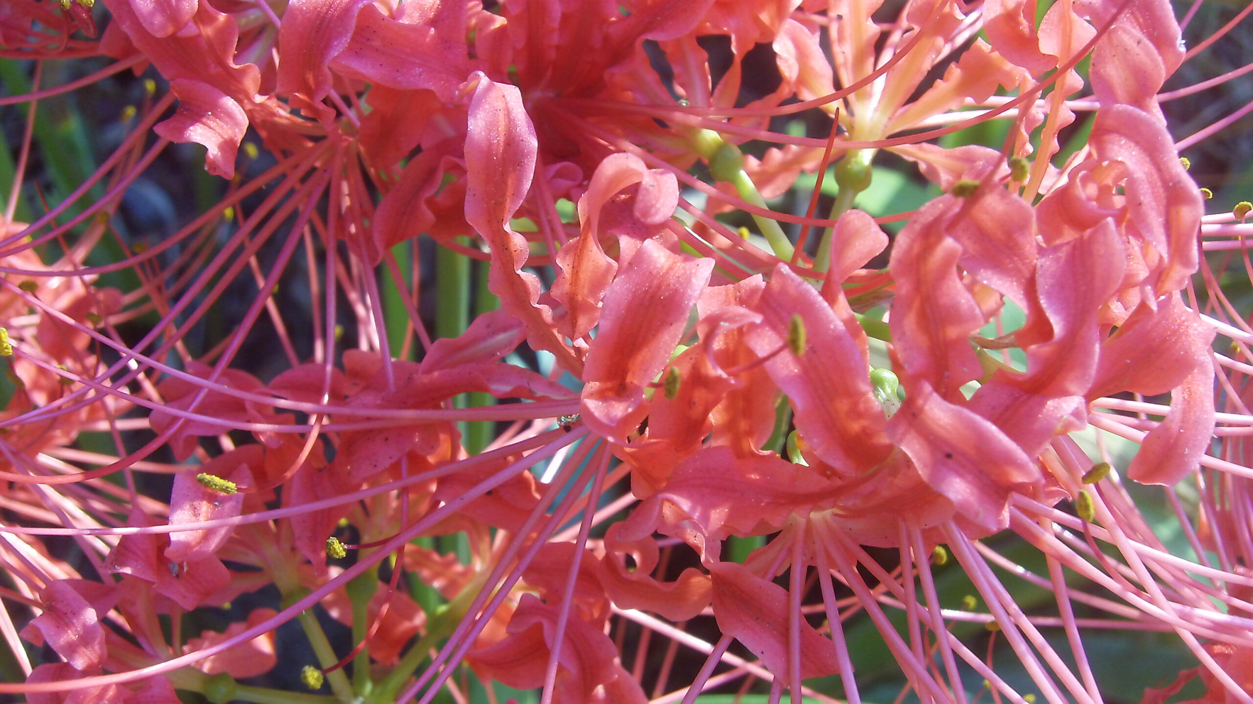 Spider lily x (2)