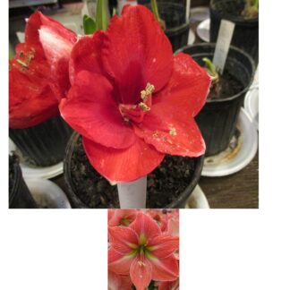 15 Ferrari X Terra Cotta Star Hippeastrum  Amaryllis seeds - free shipping