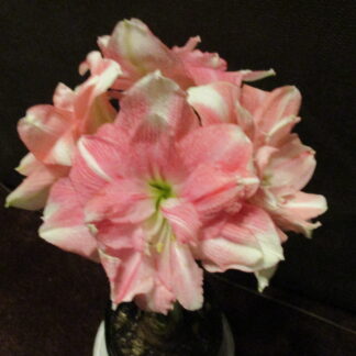 One small Amaryllis off-set Bulb from Tika Disco 4-8 cm. in circumference