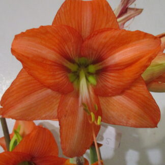 One small Amaryllis off-set Bulb from Orange Queen 4-6 cm. in circumference