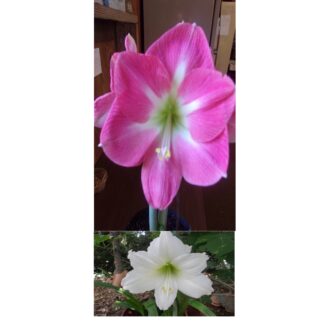 15 Cape Horn X Denver Hippeastrum  Amaryllis seeds - free shipping