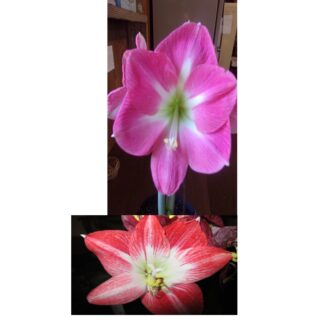 15 Cape Horn X Tres Chic Hippeastrum  Amaryllis seeds - free shipping