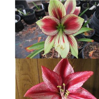 15 Papillio" X "Revelation" Hippeastrum  Amaryllis seeds - free shipping