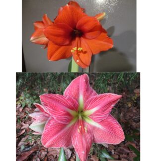 15 Desire X Terra Cotta Star Hippeastrum  Amaryllis seeds - free shipping