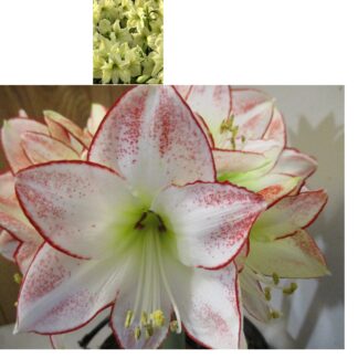 15 Lemon Star X Picasso" (Hippeastrum X Hybridum)  Amaryllis seeds - free shipping
