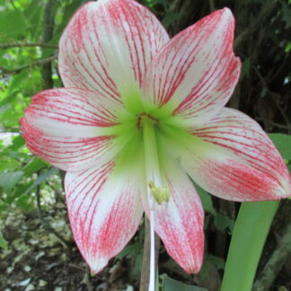 Amaryllis small cross-pollinated  plant "Striped Chattahoochee" 6-12 cm. circumference