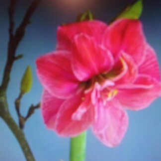 Pre-order Candy Nymph 25-27 cm. in circumference - Blooms after planting - Shipment Early November