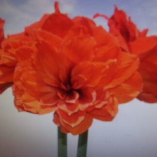 Pre-order Malaga 27-29 cm. in circumference - Early Bloomer - Shipment Early November
