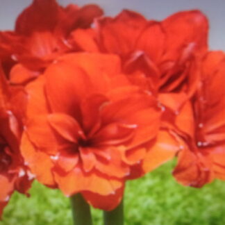Pre-order Nyora 27-29 cm. in circumference - Early Bloomer - Shipment Early November