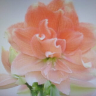 Pre-order Tika Coral 33-35 cm. in circumference - Early Bloomer - Shipment Early November
