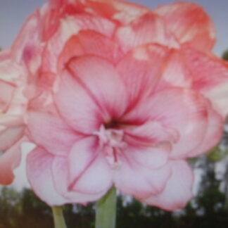 Pre-order Tika Fairy 31-33 cm. in circumference - Early Bloomer - Shipment Early November